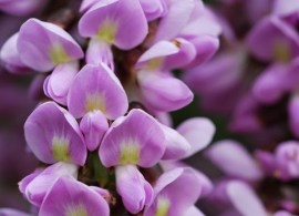 millettia thonningii (